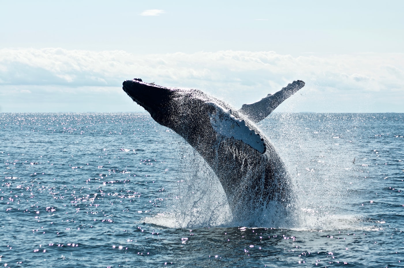 A humpback whale breaching clear of the ocean in a burst of spray, under a bright cloud-streaked sky off the New South Wales coast.